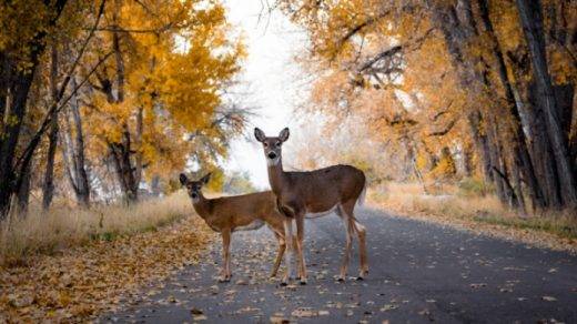 the abolition of winter time will save tens of thousands of animals in the US