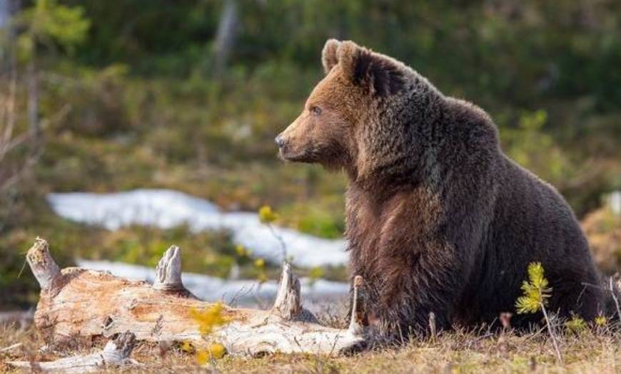 brown bear